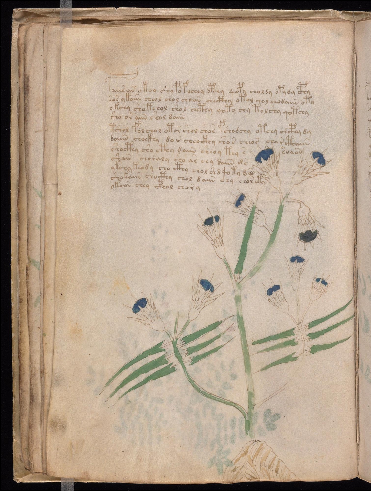 Original manuscript of Folio 20v